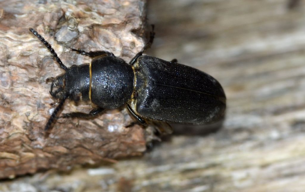 Spondylis buprestoides, Cerambycidae